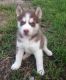 Siberian Husky Puppies for sale in Chattaroy, WV 25661, USA. price: $500