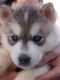 Siberian Husky Puppies for sale in Lewisport, KY 42351, USA. price: NA