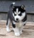 Siberian Husky Puppies for sale in Arlington, TX, USA. price: NA