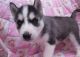 Siberian Husky Puppies for sale in Coral Springs, FL, USA. price: NA