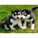 Siberian Husky Puppies for sale in Palm Bay, FL, USA. price: NA