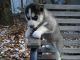 Siberian Husky Puppies for sale in Hatch, NM, USA. price: NA