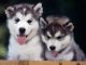 Siberian Husky Puppies for sale in El Cajon, CA, USA. price: NA