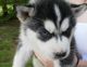 Siberian Husky Puppies for sale in Garden Grove, CA, USA. price: NA
