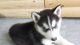 Siberian Husky Puppies for sale in Amsterdam, NY 12010, USA. price: NA