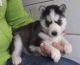 Siberian Husky Puppies for sale in Gainesville, FL, USA. price: NA