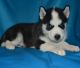 Siberian Husky Puppies for sale in Abilene, TX, USA. price: NA