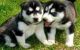 Siberian Husky Puppies for sale in Bear, DE, USA. price: NA