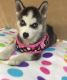 Siberian Husky Puppies for sale in Mountain View, HI, USA. price: $400