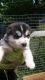 Siberian Husky Puppies for sale in Rockford, IL, USA. price: NA