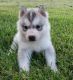 Siberian Husky Puppies for sale in St Pete Beach, FL, USA. price: NA