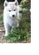 Siberian Husky Puppies for sale in Evansville, IN, USA. price: NA