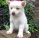 Siberian Husky Puppies for sale in Albany, KY 42602, USA. price: NA