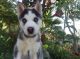 Siberian Husky Puppies for sale in Adairville, KY 42202, USA. price: NA