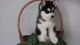 Siberian Husky Puppies for sale in Acme, AB T0M, Canada. price: NA
