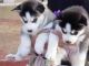 Siberian Husky Puppies for sale in Eureka, MO, USA. price: NA