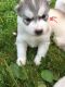 Siberian Husky Puppies for sale in Addison, ME, USA. price: NA