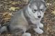 Siberian Husky Puppies for sale in Aberdeen, MD, USA. price: NA