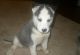 Siberian Husky Puppies for sale in Abingdon, MD, USA. price: NA