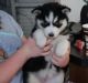 Siberian Husky Puppies for sale in Jacksonville, AL 36265, USA. price: NA