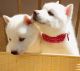 Siberian Husky Puppies for sale in Norfolk, VA, USA. price: NA