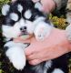 Siberian Husky Puppies for sale in North Las Vegas, NV, USA. price: NA