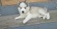 Siberian Husky Puppies for sale in North Stonington, CT, USA. price: $210