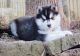 Siberian Husky Puppies for sale in Westminster, VT, USA. price: NA