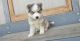 Siberian Husky Puppies for sale in Saratoga, TX, USA. price: $210