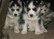 Siberian Husky Puppies for sale in Corona, CA, USA. price: NA