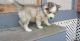 Siberian Husky Puppies for sale in Lumberton, NM 87528, USA. price: NA