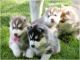 Siberian Husky Puppies for sale in Alexander City, AL, USA. price: NA