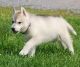 Siberian Husky Puppies for sale in Chickaloon, AK, USA. price: NA