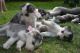 Siberian Husky Puppies for sale in Badger Rd, North Pole, AK 99705, USA. price: NA