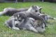 Siberian Husky Puppies for sale in Alaska, USA. price: NA