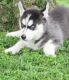 Siberian Husky Puppies for sale in Alaska Ct, Baltimore, MD 21230, USA. price: $500