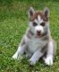 Siberian Husky Puppies for sale in Barrow, AK 99723, USA. price: NA