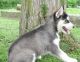 Siberian Husky Puppies for sale in Bettles, AK 99726, USA. price: NA