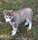 Siberian Husky Puppies for sale in Big Lake, AK, USA. price: NA