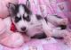 Siberian Husky Puppies for sale in Florida, USA. price: NA