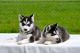 Siberian Husky Puppies for sale in Round Rock, TX, USA. price: $250
