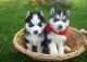 Siberian Husky Puppies for sale in Abilene, TX, USA. price: NA