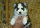 Siberian Husky Puppies for sale in West Memphis, AR, USA. price: NA