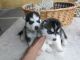 Siberian Husky Puppies for sale in Pepeekeo, HI 96783, USA. price: NA