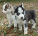 Siberian Husky Puppies for sale in Owingsville, KY 40360, USA. price: NA