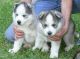 Siberian Husky Puppies for sale in Accident, MD 21520, USA. price: $100