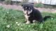 Siberian Husky Puppies for sale in Arthur, IL, USA. price: NA