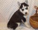 Siberian Husky Puppies for sale in Alliance, OH 44601, USA. price: NA
