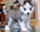 Siberian Husky Puppies for sale in Beaver, OH 45613, USA. price: NA