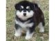 Siberian Husky Puppies for sale in Belle Center, OH 43310, USA. price: NA